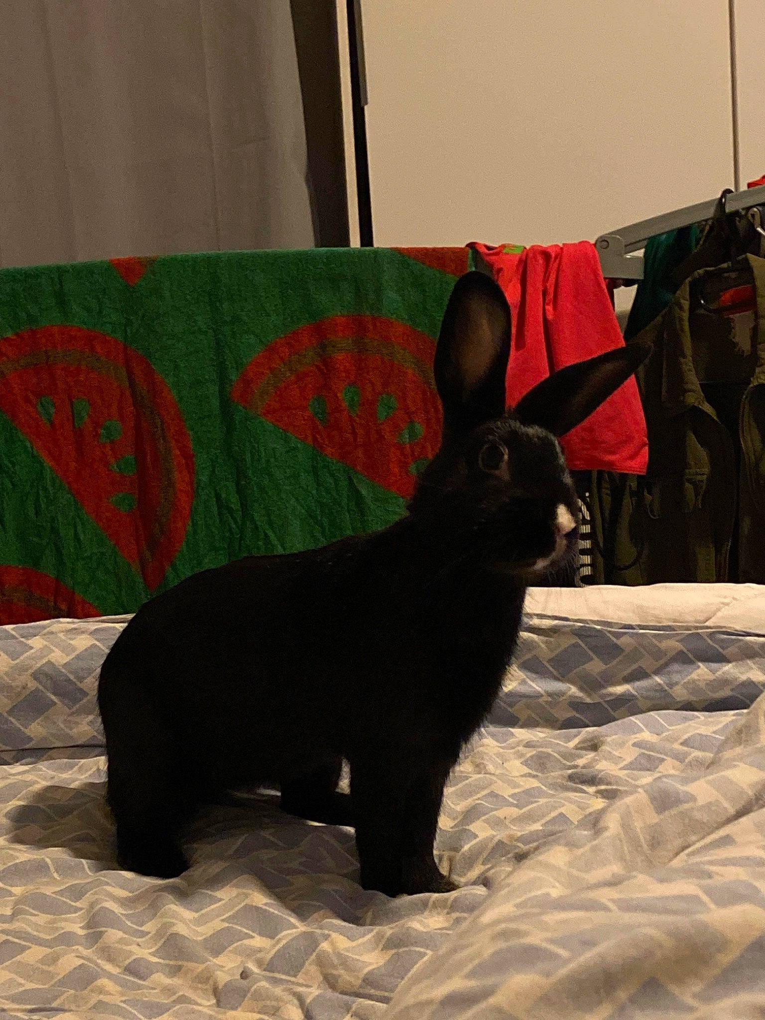 Bunny participe au concours pour gagner de l'argent avec cette photo : canidae, carnivore, dog_breed, fawn, fur, snout