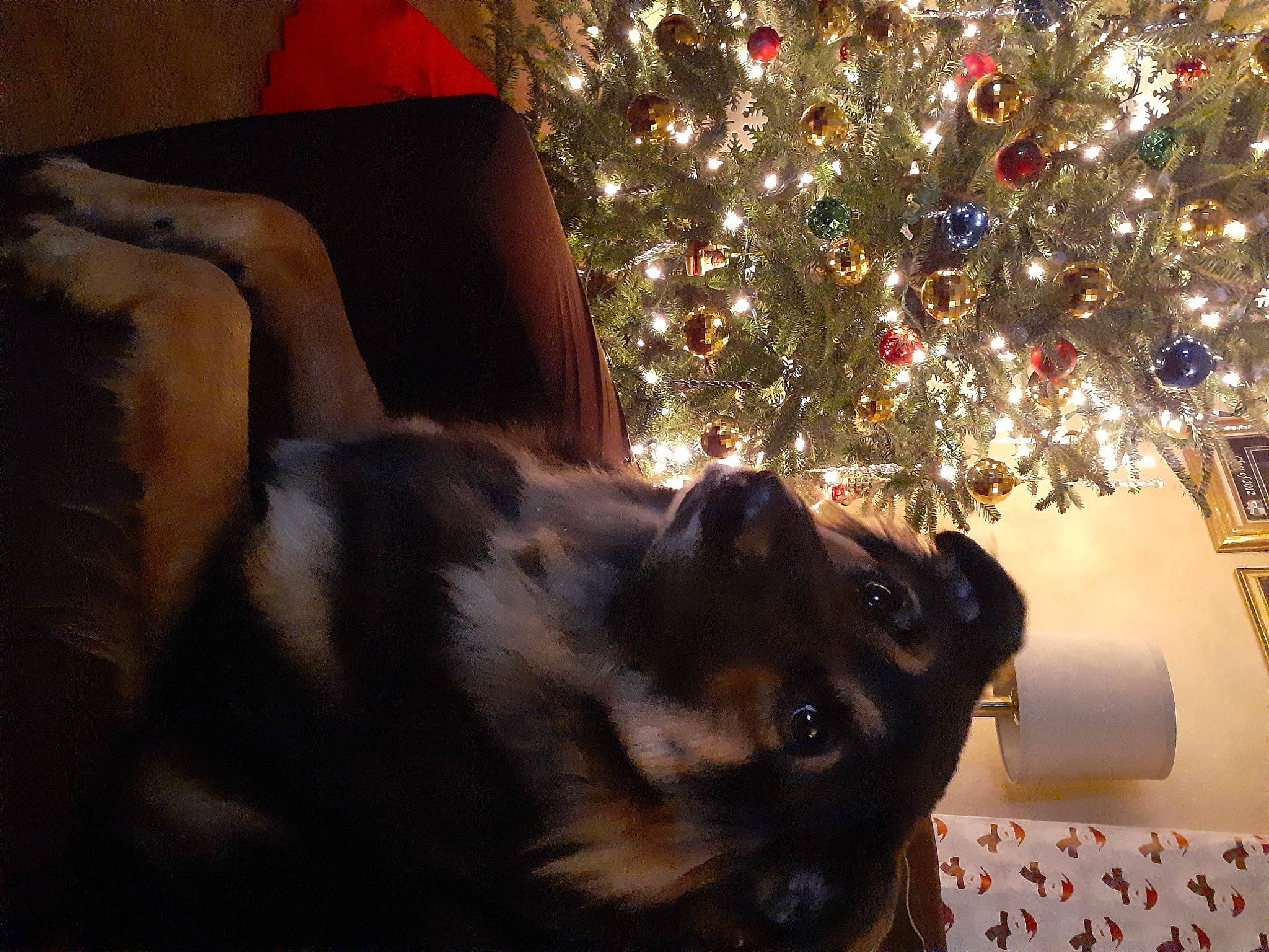 Dennis is registered to the contest to win money with this photo: canidae, carnivore, christmas, christmas_decoration, christmas_eve, christmas_ornament, christmas_tree, companion_dog, conifer, dog_breed, event, fawn, felidae, holiday, holiday_ornament, ornament, plant, small_to_medium_sized_cats, tree, whiskers