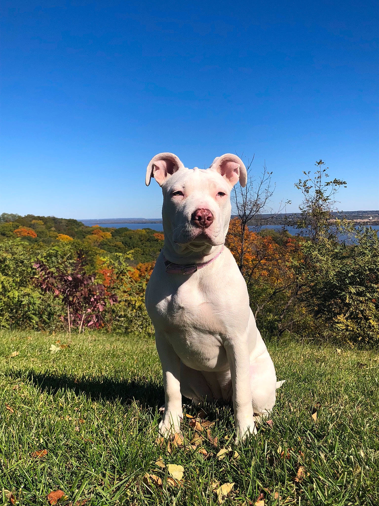 Callisto joined the competition — help win amazing prizes! american_bulldog, american_pit_bull_terrier, american_staffordshire_terrier, canidae, carnivore, companion_dog, cordoba_fighting_dog, dog, dog_breed, dogo_argentino, dogo_guatemalteco, fawn, grass, mammal, non_sporting_group, rare_breed_dog, sky, snout, sporting_group, vertebrate