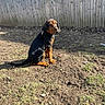 animal, backyard, black_and_tan, collar, cute, dirt, dog, floppy_ears, grass, nature, outdoor, pet, puppy, shadow, sitting, sky, sunlight, tree, wooden_fence, young_dog