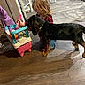 black_dog, brown_dog, candid, casual, child, curious, dog, floor, home, indoor, kitchen_toy, kneeling, plaid_shirt, play, puppy, red_hair, toddler, toy, wood_floor, yellow_collar