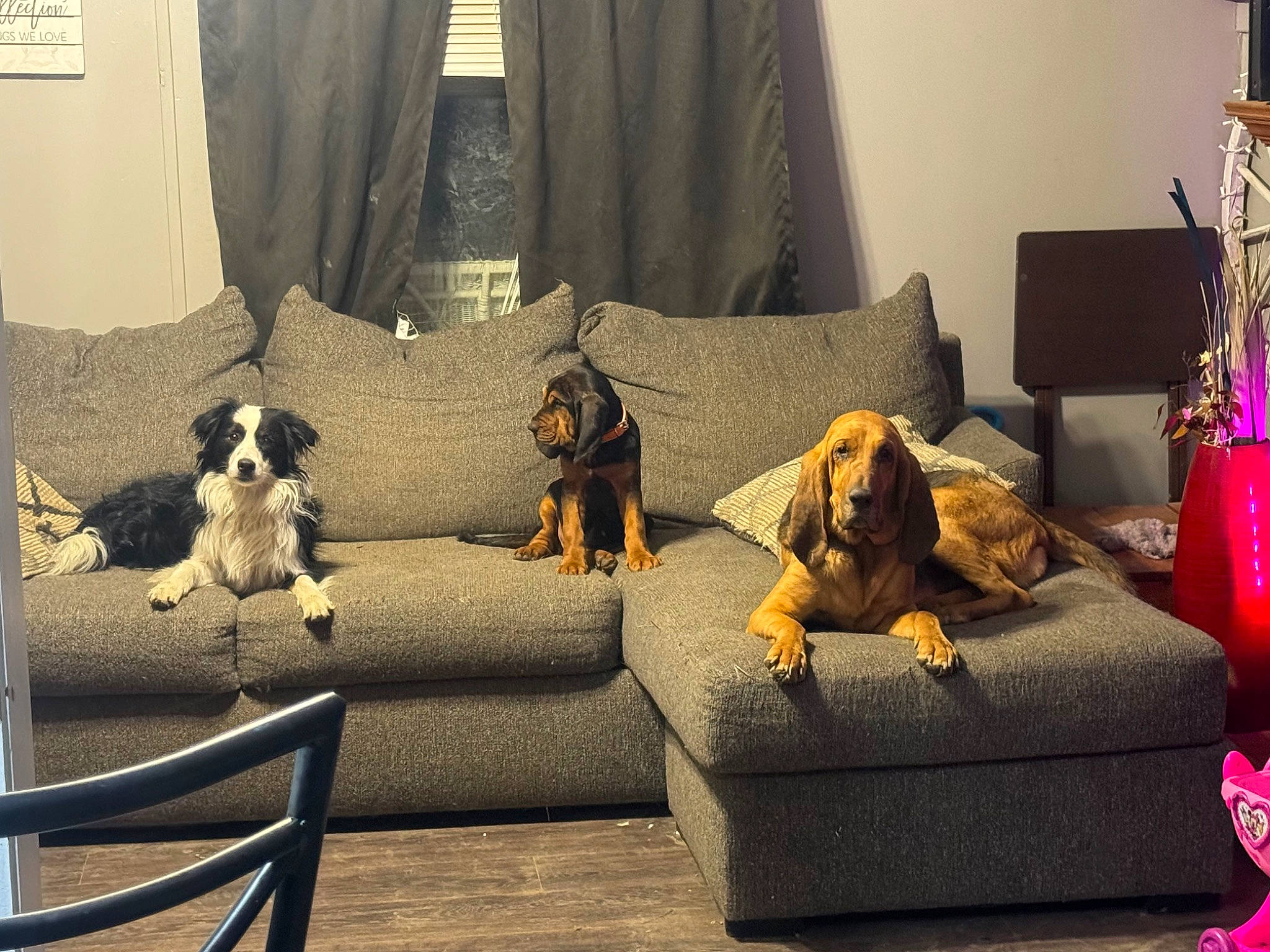 Rustie is registered to the contest to win money with this photo: carnivore, comfort, companion_dog, couch, curtain, dog, dog_breed, fawn, floor, flooring, furniture, grey, interior_design, lamp, lighting, living_room, room, sporting_group, studio_couch, wall