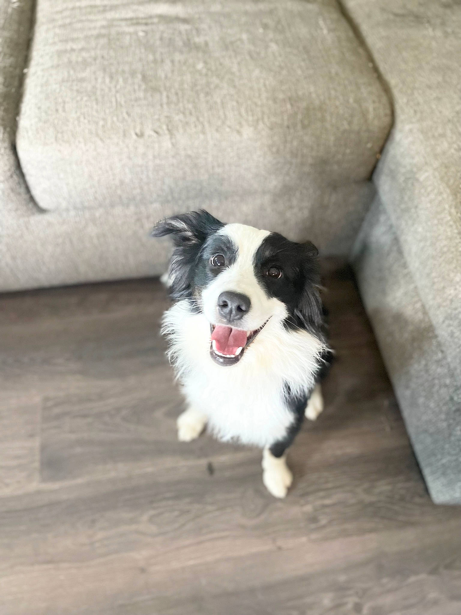 Rustie is registered to the contest to win money with this photo: border_collie, canidae, carnivore, companion_dog, couch, dog, dog_breed, floor, flooring, fur, hardwood, herding_dog, paw, sleeper_chair, snout, sporting_group, toy_dog, whiskers, wood, working_dog