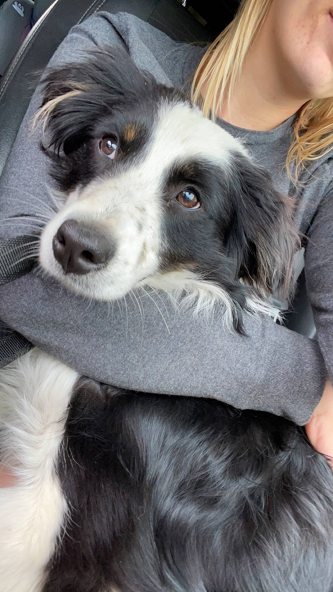 Rustie joined the competition — help win amazing prizes! canidae, carnivore, companion_dog, dog, dog_breed, dog_collar, fur, puppy, puppy_love, snout, sporting_group, whiskers, working_animal, working_dog