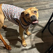 Tyke joined the competition — help win amazing prizes! animal, brown_dog, canine, clothing, collar, companion, cute, dog, domestic_animal, floor, friendly, indoor, looking_up, mammal, paw, pet, playful, shirt, standing, wood_floor