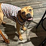 animal, brown_dog, canine, clothing, collar, companion, cute, dog, domestic_animal, floor, friendly, indoor, looking_up, mammal, paw, pet, playful, shirt, standing, wood_floor