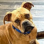 Tyke joined the competition — help win amazing prizes! animal, blue_collar, canine, close_up, companion, cute, dog, domestic_animal, ears, expression, friendly, fur, indoor, looking_up, pet, pet_collar, portrait, sitting, tan_dog, wooden_floor