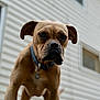 Tyke joined the competition — help win amazing prizes! animal, background_blur, brown_dog, canine, closeup, collar, dog, domestic_animal, ears, expression, face, fur, house, looking, mammal, outdoor, pet, portrait, standing, window