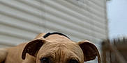 Tyke joined the competition — help win amazing prizes! animal, brown_dog, canine, close_up, collar, concrete, daylight, dog, ears, face, fence, fur, house, lying_down, outdoor, pet, portrait, sad_expression, sidewalk, window