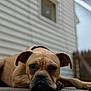 animal, brown_dog, canine, close_up, collar, concrete, daylight, dog, ears, face, fence, fur, house, lying_down, outdoor, pet, portrait, sad_expression, sidewalk, window