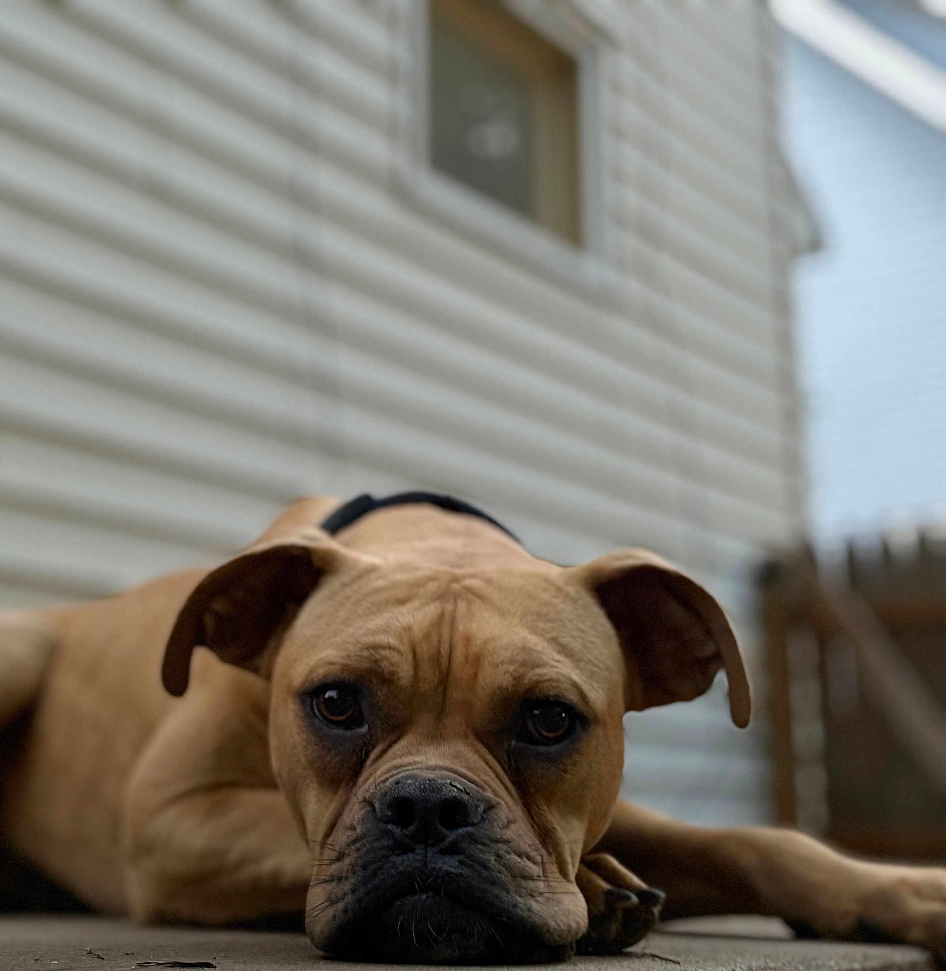 Tyke