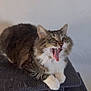 Moon a rejoint le concours — aidez-le/la à gagner de superbes lots ! cat, tabby_cat, white_paws, cat_tree, gray, furry, pet, indoor, playful, yawning, mouth_open, tongue_out, fur, animal, cute, whiskers, ears, claws, toy, hanging_ball