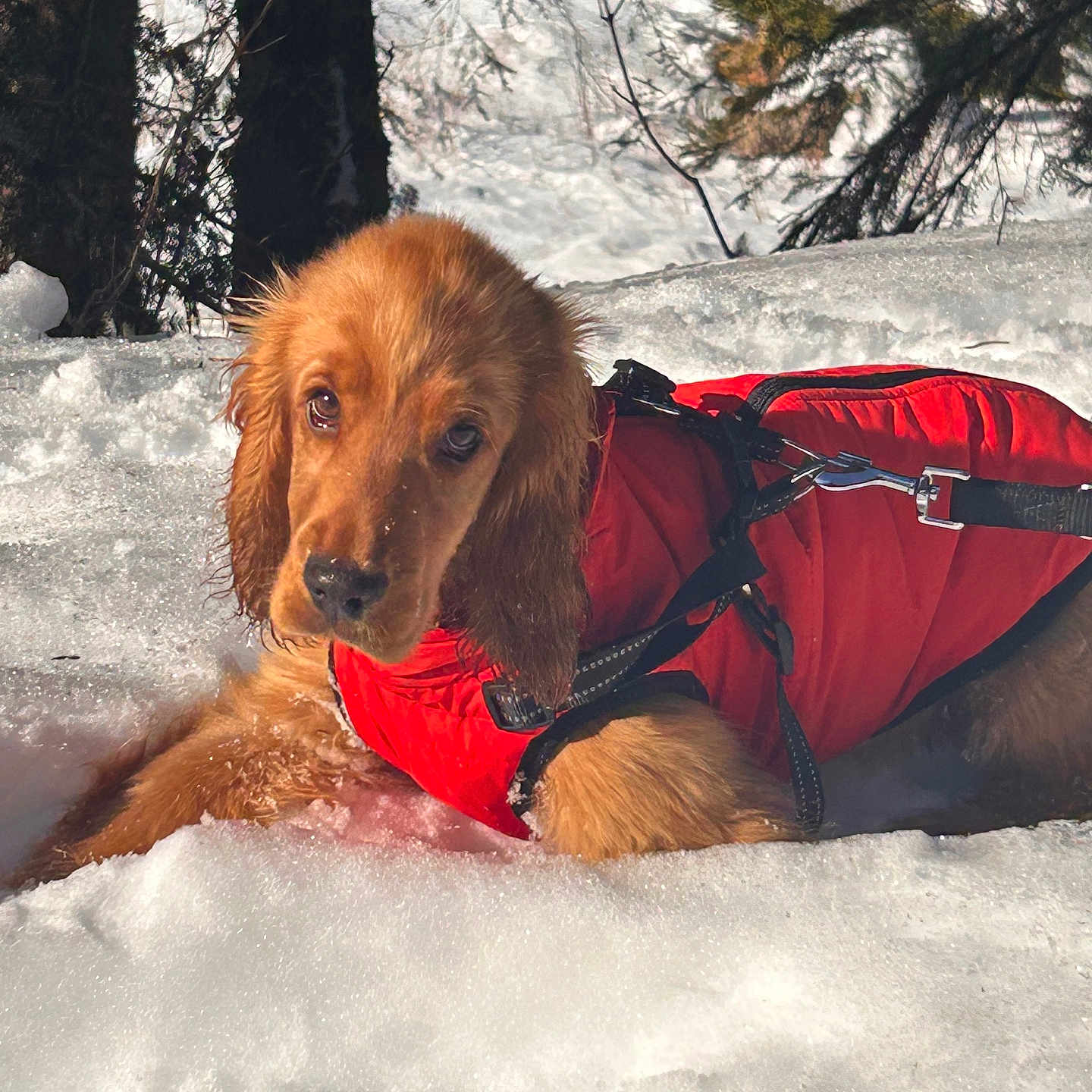 Voice participe au concours pour gagner de l'argent avec cette photo : adorable, animal, canine, cold, cute, dog, forest, fur, golden_retriever, lying_down, nature, outdoor, pet, playful, puppy, red_jacket, snow, tree, winter, young