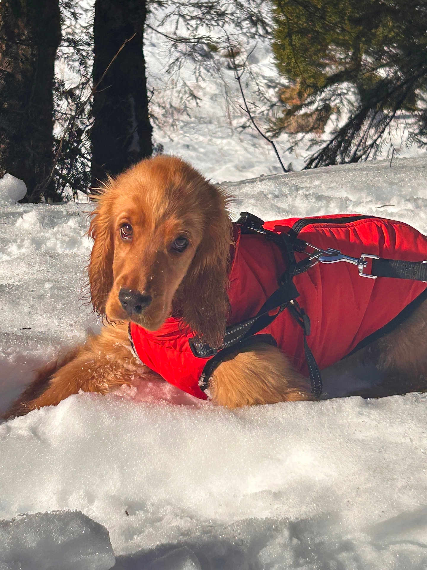 Voice participe au concours pour gagner de l'argent avec cette photo : dog, puppy, golden_retriever, snow, winter, red_jacket, outdoor, animal, canine, fur, nature, cold, forest, tree, pet, cute, lying_down, playful, young, adorable