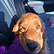 Voice participe au concours pour gagner de l'argent avec cette photo : golden_retriever, puppy, dog, close_up, face, eye, fur, nose, hand, purple_sleeve, car_interior, seat, sunlight, shadow, pet, cute, animal, domestic_animal, young, resting
