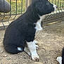 puppy, dog, black_and_white, sitting, muddy_paws, outdoor, fence, grass, dirt, young_animal, pet, animal, fur, side_view, nature, curious, canine, playful, companion, adorable