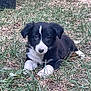 puppy, dog, black_and_white, grass, outdoor, animal, pet, lying_down, cute, young, fur, nature, canine, ears, face, eyes, snout, resting, adorable, playful