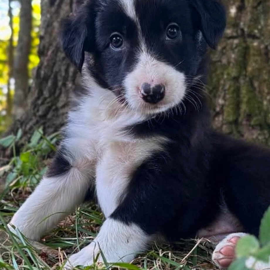 Alba participe au concours pour gagner de l'argent avec cette photo : adorable, animal, black_and_white, canine, close_up, curious, cute, dog, fur, grass, mammal, nature, outdoor, pet, portrait, puppy, sitting, small, tree, young