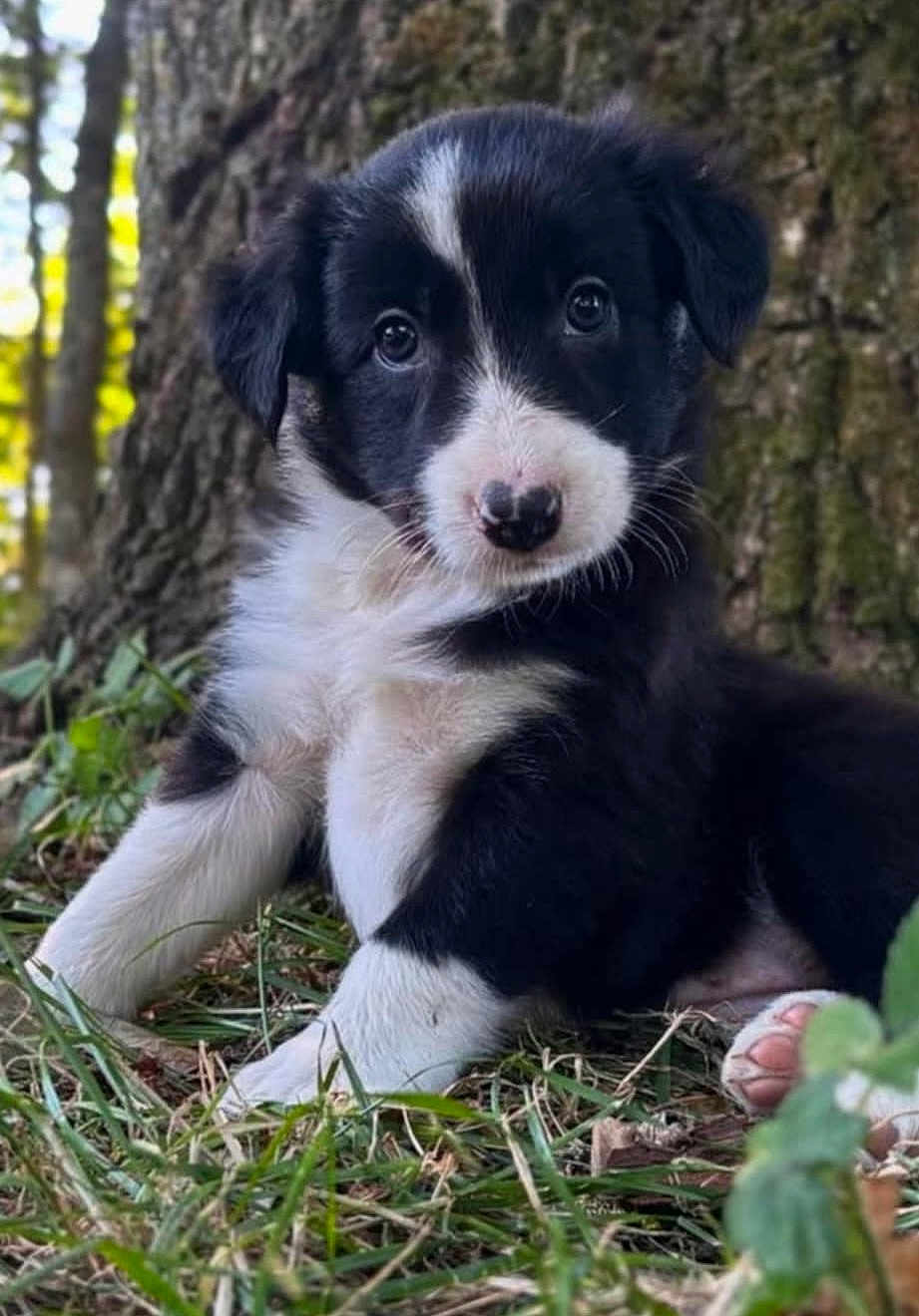 Alba participe au concours pour gagner de l'argent avec cette photo : puppy, dog, black_and_white, grass, tree, outdoor, cute, pet, animal, fur, young, nature, sitting, close_up, portrait, curious, small, adorable, mammal, canine