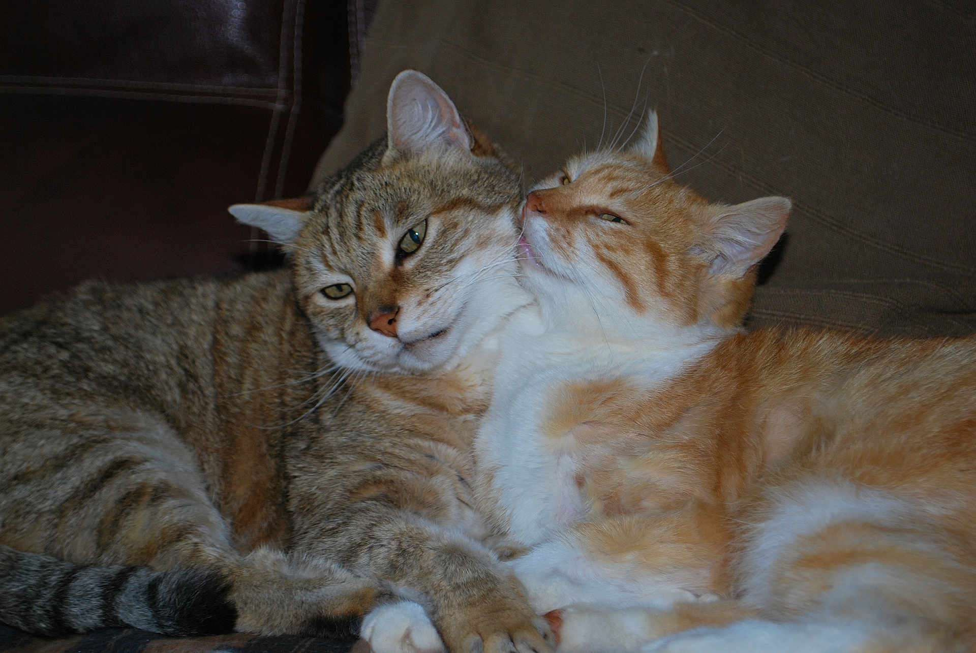 Nino Et Lili