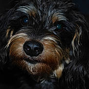 Nora participe au concours pour gagner de l'argent avec cette photo : animal, black_fur, close_up, curious, cute, dark_background, dog, ears, friendly, furry, indoor, long_fur, looking, muzzle, pet, portrait, snout, tan_fur, wet_nose, whiskers