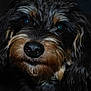 animal, black_fur, close_up, curious, cute, dark_background, dog, ears, friendly, furry, indoor, long_fur, looking, muzzle, pet, portrait, snout, tan_fur, wet_nose, whiskers