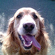 Jules participe au concours pour gagner de l'argent avec cette photo : animal, canine, closeup, dog, ears, friendly, fur, golden_retriever, grass, happy, muzzle, nose, outdoor, pavement, pet, portrait, smiling, sunlight, tongue_out, whiskers