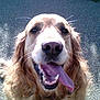 animal, canine, closeup, dog, ears, friendly, fur, golden_retriever, grass, happy, muzzle, nose, outdoor, pavement, pet, portrait, smiling, sunlight, tongue_out, whiskers