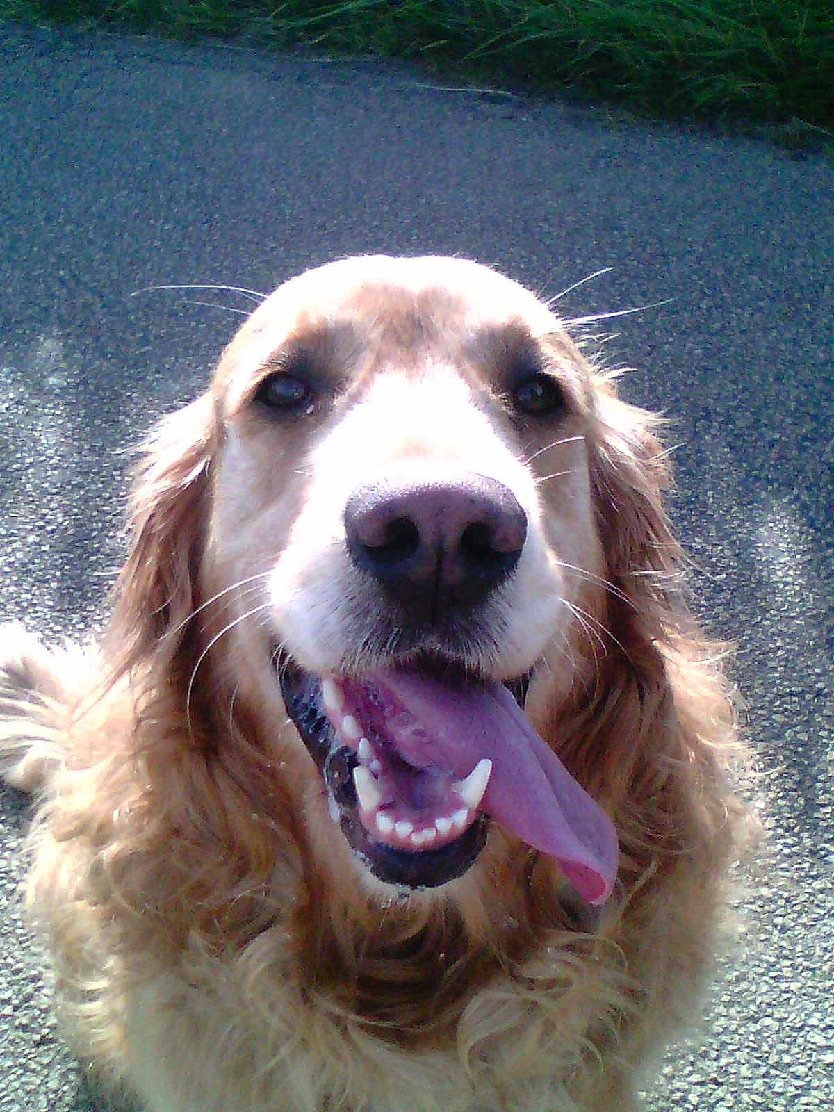 Jules participe au concours pour gagner de l'argent avec cette photo : animal, canine, closeup, dog, ears, friendly, fur, golden_retriever, grass, happy, muzzle, nose, outdoor, pavement, pet, portrait, smiling, sunlight, tongue_out, whiskers