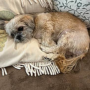 Asa is registered to the contest to win money with this photo: dog, small_dog, sleeping, resting, curled_up, shaggy fur, fluffy, brown_and_white, pet, animal, sofa, couch, cushion, blanket, pillow, indoors, cozy, portrait, relaxed, nap
