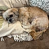 dog, small_dog, sleeping, resting, curled_up, shaggy fur, fluffy, brown_and_white, pet, animal, sofa, couch, cushion, blanket, pillow, indoors, cozy, portrait, relaxed, nap