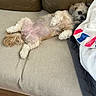 Asa is registered to the contest to win money with this photo: dog, dogs, small_dogs, pet, companion_animals, white_dog, gray_dog, fluffy, long_hair, belly_up, sleeping, relaxed, lounging, sofa, couch, cushions, blanket, indoor, home, wood_floor