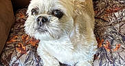 Asa is registered to the contest to win money with this photo: dog, small_dog, white_fur, fluffy, pet, canine, sitting, cushion, couch, indoors, portrait, close_up, brown_couch, camouflage_pattern, paws, dark_eyes, black_nose, adorable, companion_animal, home
