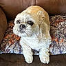 dog, small_dog, white_fur, fluffy, pet, canine, sitting, cushion, couch, indoors, portrait, close_up, brown_couch, camouflage_pattern, paws, dark_eyes, black_nose, adorable, companion_animal, home