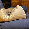 Asa joined the competition — help win amazing prizes! dog, sleeping, small_dog, pet, animal, cream_bed, blue_chair, indoors, cozy, nap, resting, face, fur, snout, eyes_closed, home, furniture, wooden_cabinet, couch, text_overlay