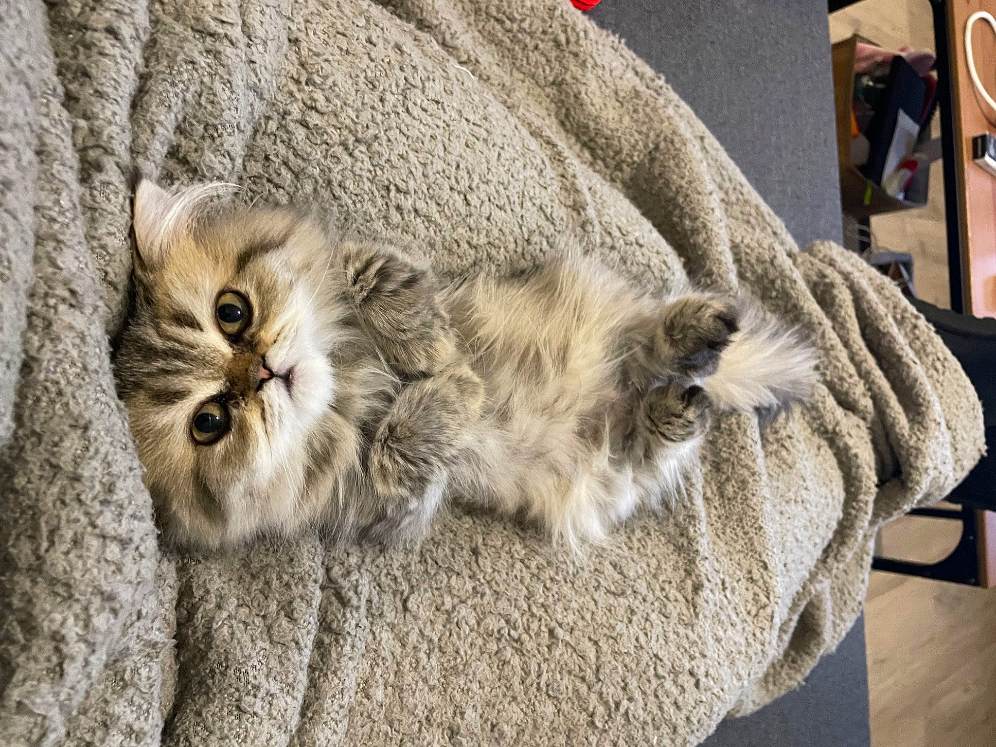 Taiko a rejoint le concours — aidez-le/la à gagner de superbes lots ! bird_of_prey, carnivore, cat, claw, domestic_short_haired_cat, felidae, fur, grey, mammal, natural_material, owl, small_to_medium_sized_cats, snout, terrestrial_animal, vertebrate, whiskers, wildlife, wood