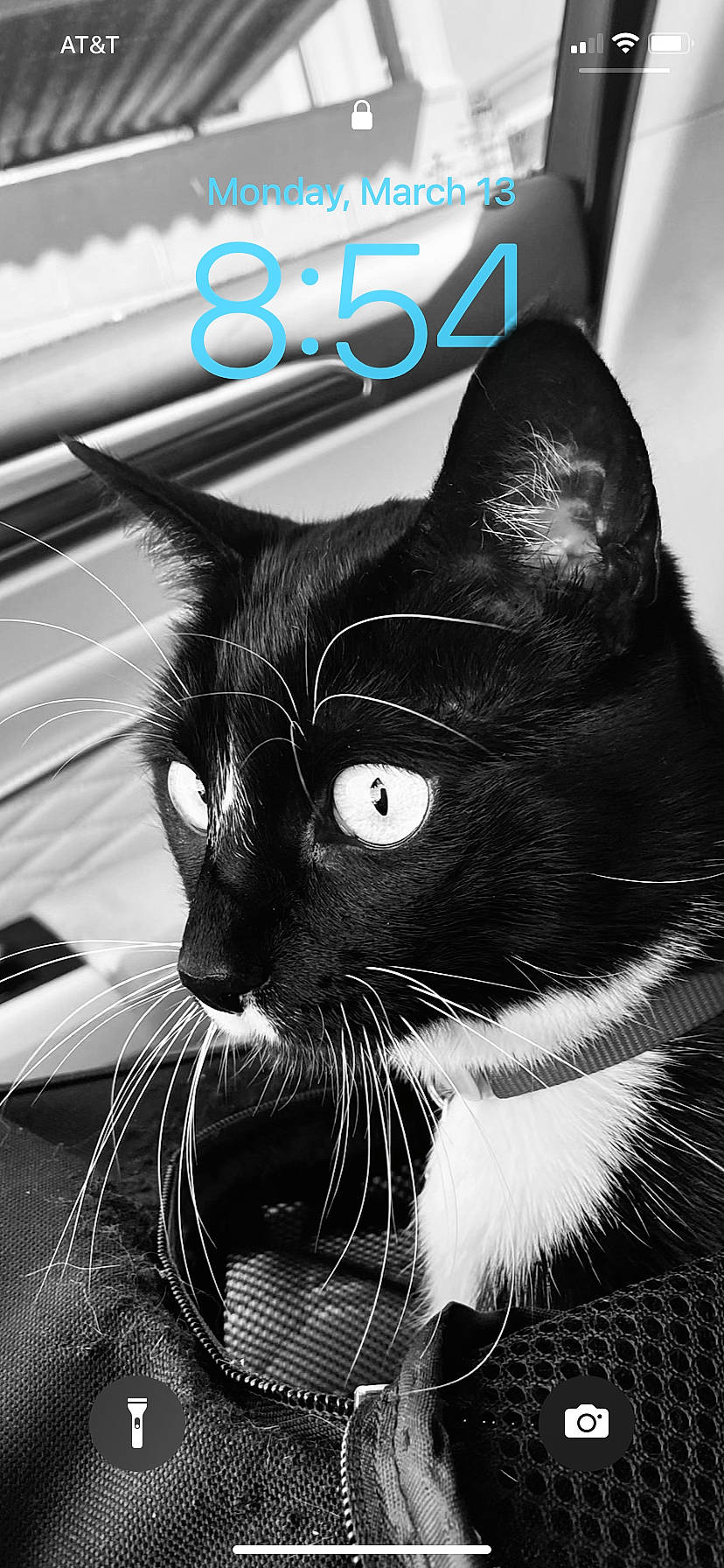 Milo joined the competition — help win amazing prizes! black_and_white, black_cat, carnivore, cat, domestic_short_haired_cat, electric_blue, felidae, fur, monochrome, monochrome_photography, photo_caption, small_to_medium_sized_cats, snout, stock_photography, style, terrestrial_animal, whiskers, white, window