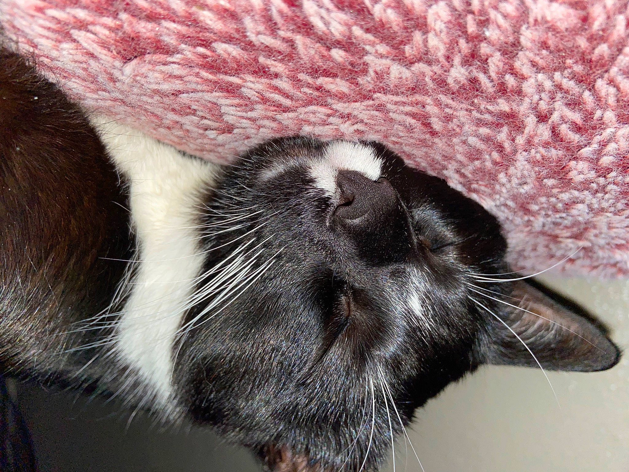 Milo is registered to the contest to win money with this photo: carnivore, cat, claw, comfort, domestic_short_haired_cat, eye, felidae, foot, fur, paw, small_to_medium_sized_cats, snout, tail, terrestrial_animal, whiskers, woven_fabric