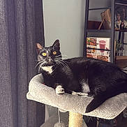 Isabella is registered to the contest to win money with this photo: cat, tuxedo_cat, pet, indoor, cat_tree, curtain, shelf, plant, toy_ball, cozy, whiskers, feline, yellow_eyes, furniture, living_room, portrait, relaxing, fur, paws, playful