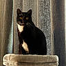 Isabella joined the competition — help win amazing prizes! tuxedo_cat, cat, pet, indoor, cat_tree, perch, whiskers, yellow_eyes, black_and_white, fur, curtain, textured_fabric, sunlight, shadow, portrait, cozy, sitting, attentive, home_interior, feline