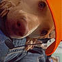 dog, orange_cap, headset_microphone, denim, close_up, indoor, pet, animal, curious_eyes, pink_nose, fabric, cozy, casual, resting, cute, face, wearing, comfort, background, soft_light