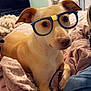 Lil Baby is registered to the contest to win money with this photo: dog, glasses, bed, blanket, indoor, cozy, pet, canine, brown, fur, paw, resting, curious, cute, household, room, window, curtain, television, casual