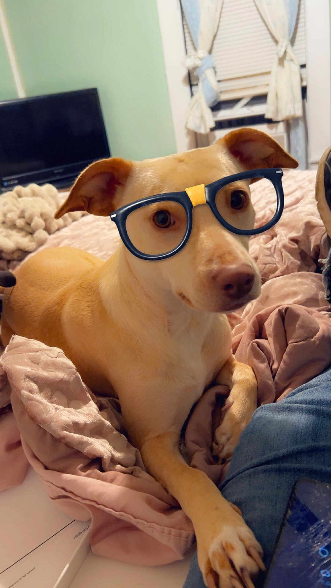 Lil Baby is registered to the contest to win money with this photo: dog, glasses, bed, blanket, indoor, cozy, pet, canine, brown, fur, paw, resting, curious, cute, household, room, window, curtain, television, casual