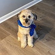 Tony joined the competition — help win amazing prizes! adorable, animal, black_nose, blue_bandana, brown_fur, canine, companion, cute, dog, domestic_animal, fluffy, friendly, fur, indoor, looking_up, pet, puppy, sitting, small_dog, wooden_floor