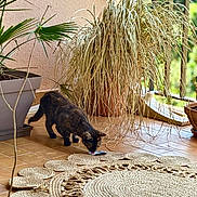 Oreste participe au concours pour gagner de l'argent avec cette photo : cat, tortoiseshell_cat, indoor, potted_plant, rug, floor, window, natural_light, plant_pot, tile_floor, curious, pet, animal, home, decor, greenery, feline, sniffing, cozy, peaceful
