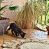 cat, tortoiseshell_cat, indoor, potted_plant, rug, floor, window, natural_light, plant_pot, tile_floor, curious, pet, animal, home, decor, greenery, feline, sniffing, cozy, peaceful