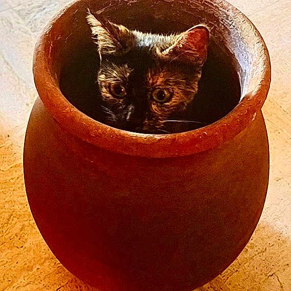 Oreste a rejoint le concours — aidez-le/la à gagner de superbes lots ! cat, clay_pot, animal, curious, peeking, indoor, ear, face, fur, eye, container, hiding, cute, pet, domestic_animal, brown, texture, floor, closeup, still_life