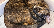Oreste a rejoint le concours — aidez-le/la à gagner de superbes lots ! cat, tortoiseshell, sleeping, curled_up, corner, indoor, floor, wooden_floor, fur, pet, animal, cozy, resting, quiet, peaceful, whiskers, ear, tail, texture, home