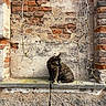 Oreste a rejoint le concours — aidez-le/la à gagner de superbes lots ! cat, tortoiseshell_cat, brick_wall, plaster, stone_ledge, vines, urban, rustic, outdoor, animal, pet, feline, nature, buds, texture, weathered, wall, sitting, looking, leash