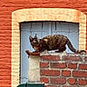 Oreste participe au concours pour gagner de l'argent avec cette photo : cat, tortoiseshell, brick_wall, red_bricks, cream_bricks, blue_window, wooden_window, outdoor, animal, pet, feline, curious, perched, building, architecture, wall, nature, daylight, alert, mammal